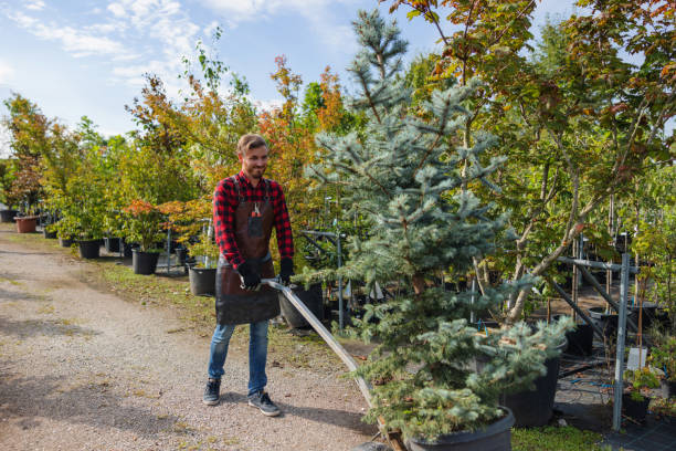 Best Large Tree Removal  in West Carthage, NY